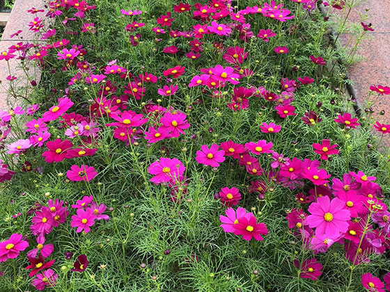 海门屋顶绿化|设计别墅花园绿化